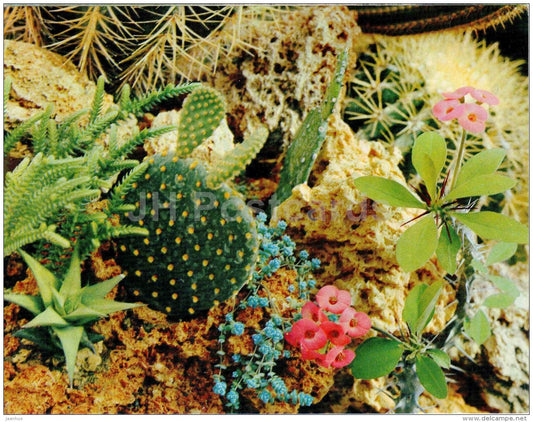 Succulent Plants - Sochi Dendrarium - 1972 - Russia USSR - unused - JH Postcards