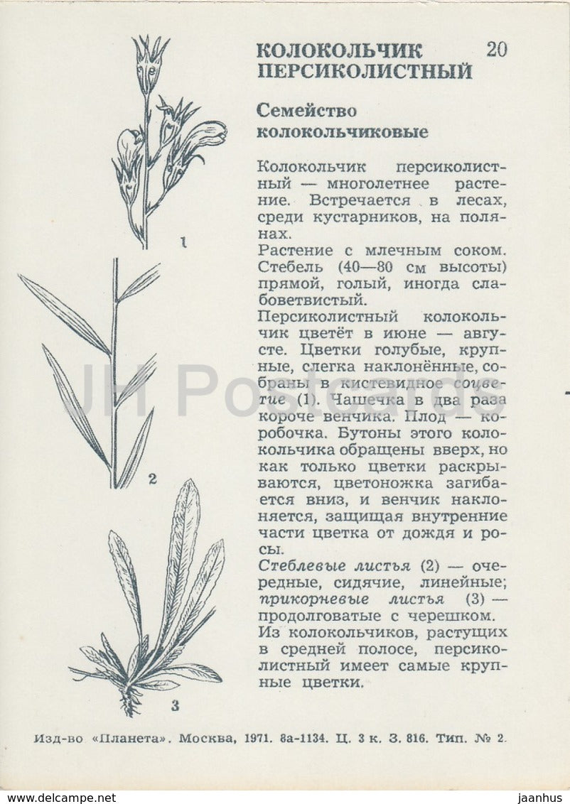 Campanule à feuilles de pêcher - Campanula persicifolia - Fleurs sauvages - 1971 - Russie URSS - inutilisé