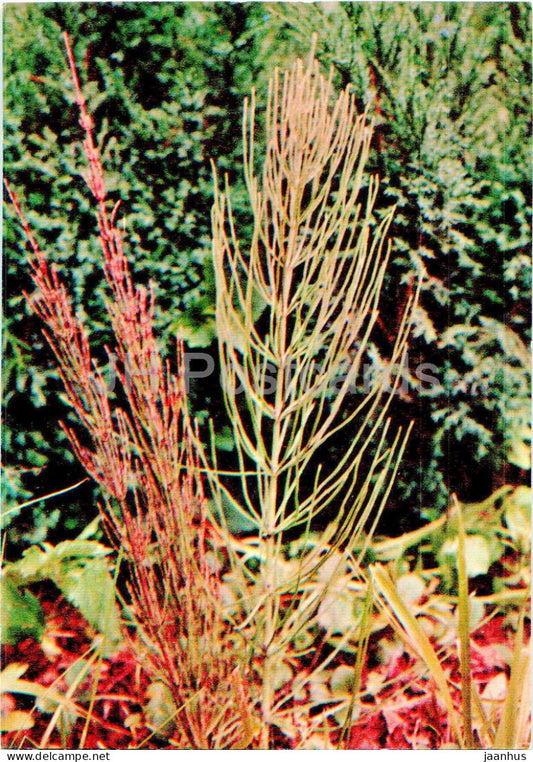 Equisetum arvense - Field horsetail - Medicinal Plants - 1977 - Russia USSR - unused - JH Postcards