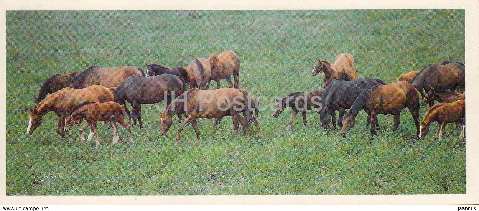 Thoroughbred Horse - horse breeds - 1988 - Russia USSR - unused - JH Postcards