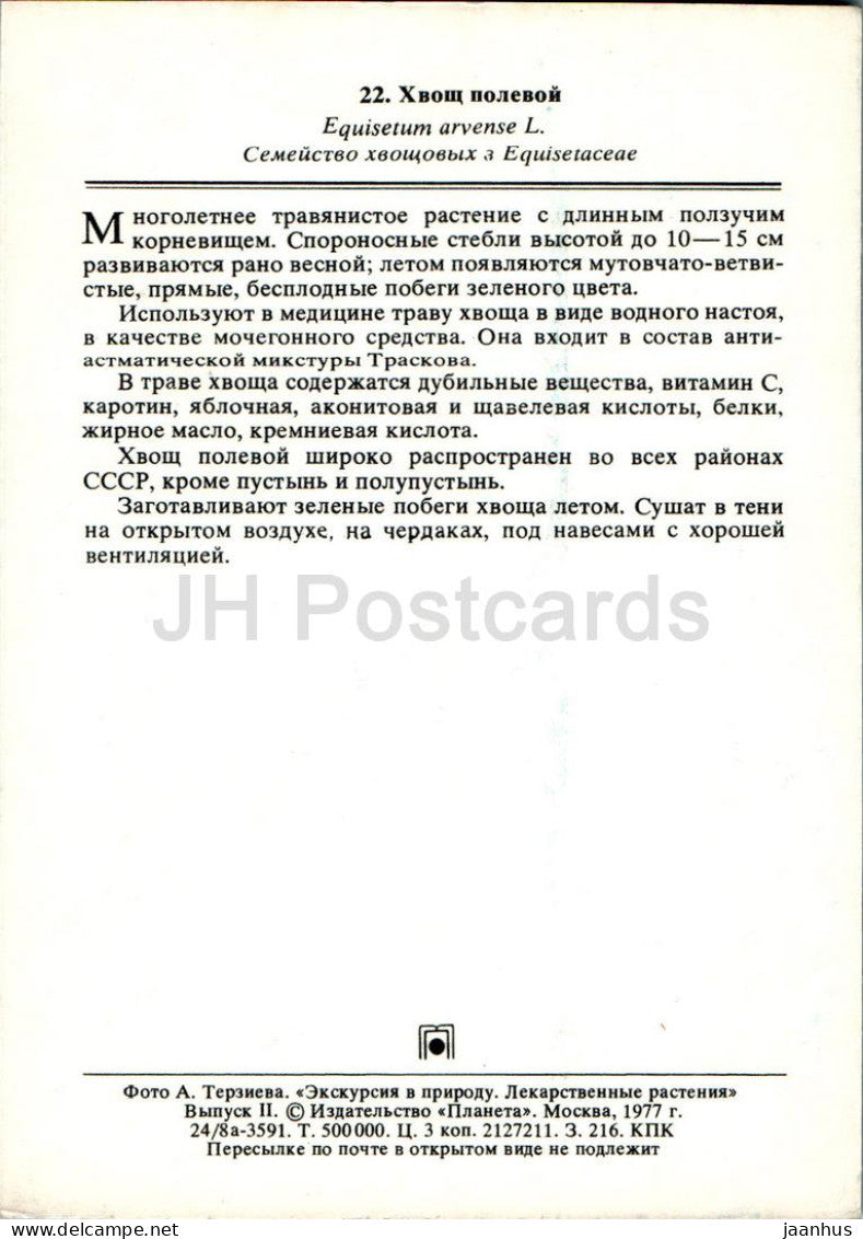Equisetum arvense - Prêle des champs - Plantes médicinales - 1977 - Russie URSS - inutilisé 