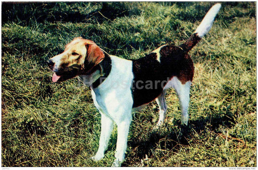 Russian Piebald Hound - dog - 1969 - Russia USSR - unused - JH Postcards