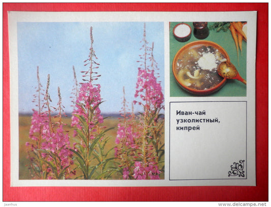 Fireweed , Chamerion angustifolium - fireweed soup - Dishes of Wild Herbs - 1985 - Russia USSR - unused - JH Postcards