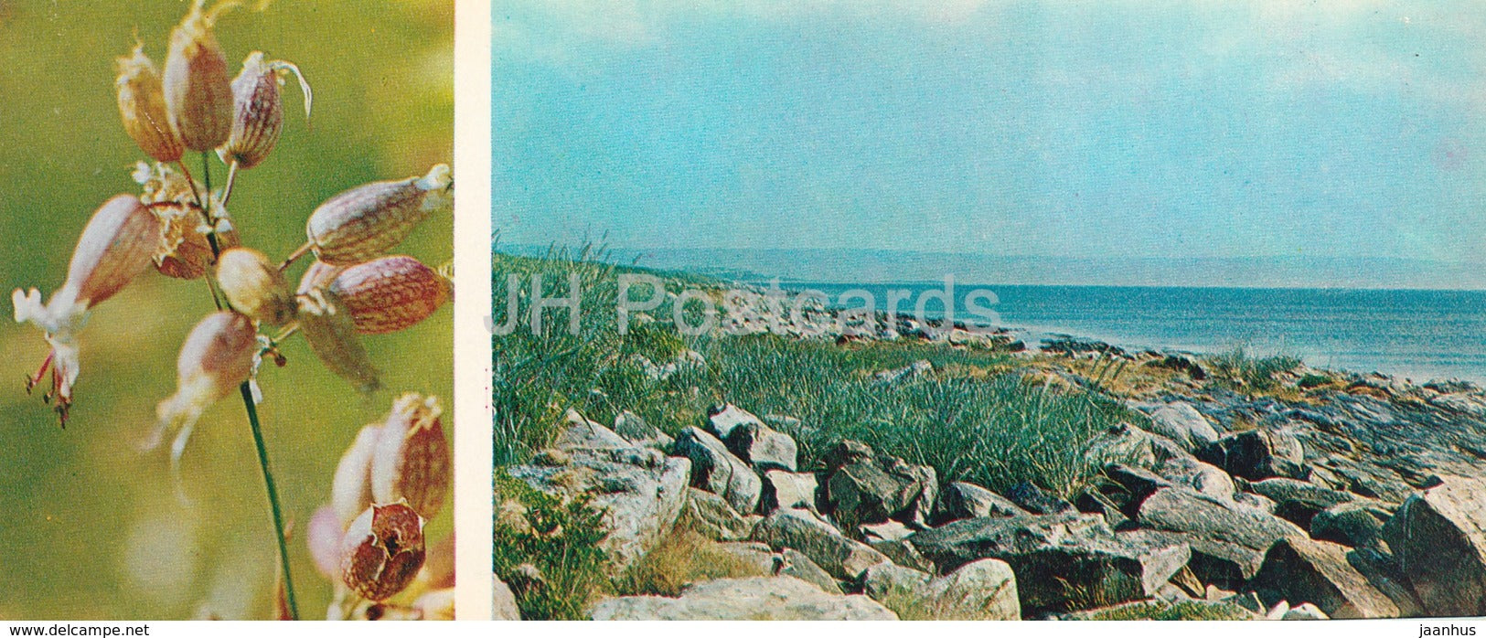 Polygala - plants - Tundra in bloom - 1973 - Russia USSR - unused - JH Postcards