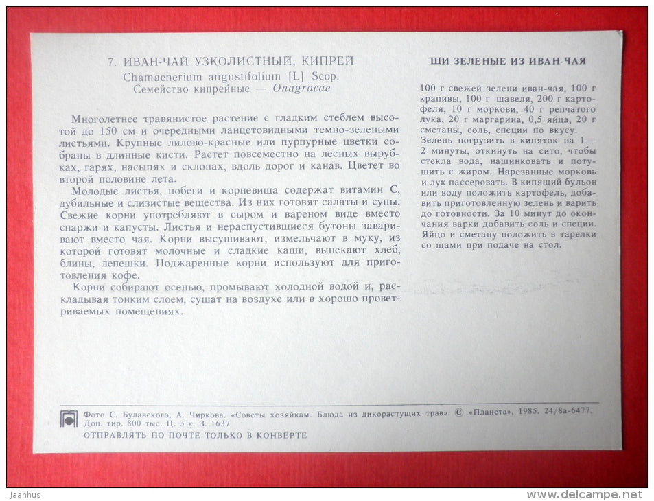 Fireweed , Chamerion angustifolium - fireweed soup - Dishes of Wild Herbs - 1985 - Russia USSR - unused - JH Postcards