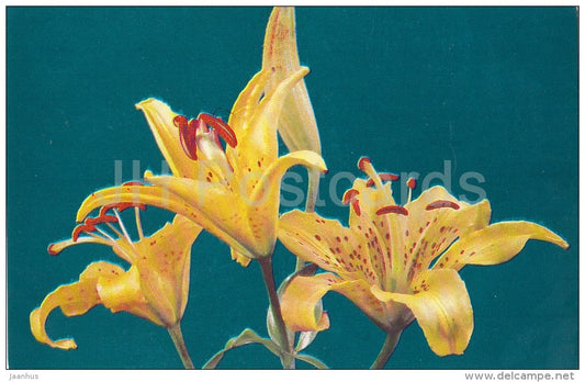Destiny - flowers - Lily - Russia USSR - 1981 - unused - JH Postcards