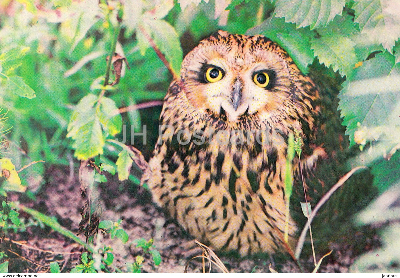Short-eared owl - Asio flammeus - birds - 1983 - Russia USSR - unused - JH Postcards