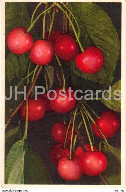 Cerasus - Kirsche - Cherry - 385 - old postcard - 1950 - Switzerland - used - JH Postcards