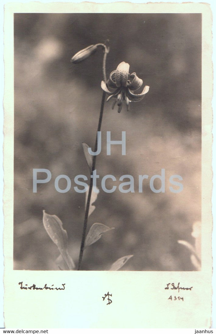 flowers - narcissus - A. Defner - old postcard - 1930 - Austria - used - JH Postcards