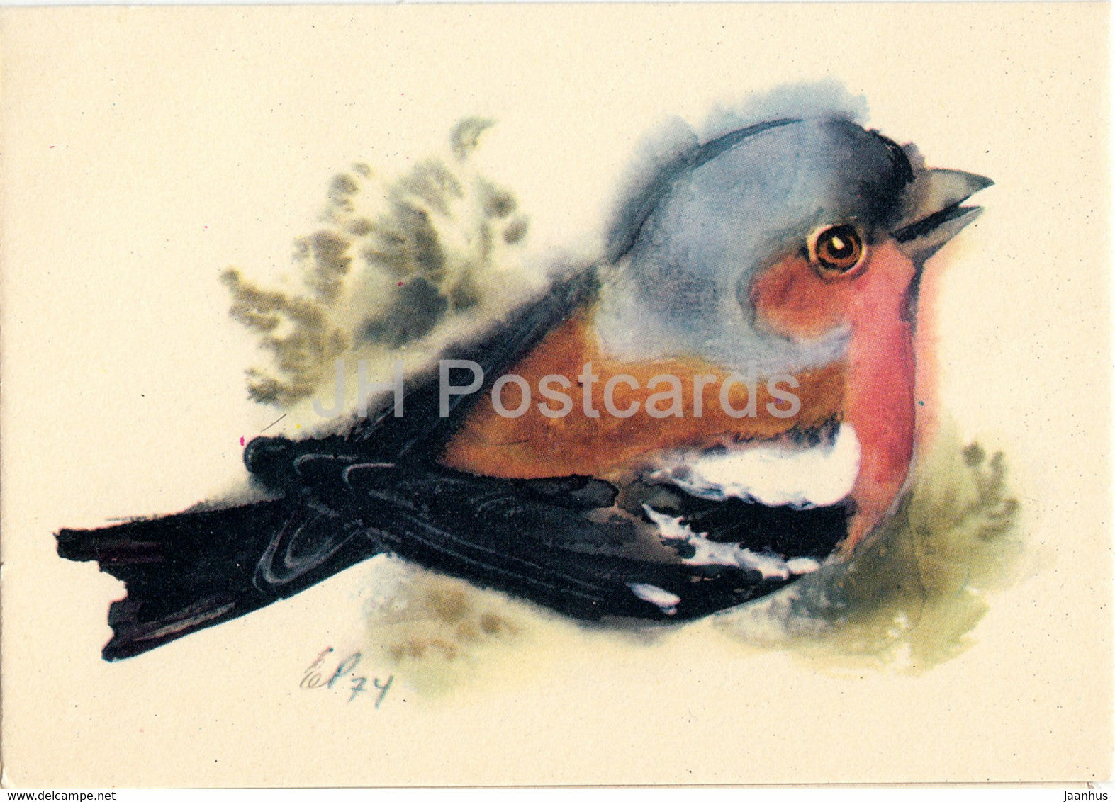 Common chaffinch - Fringilla coelebs - illustration by E. Pikk - 1975 - Estonia USSR - unused - JH Postcards