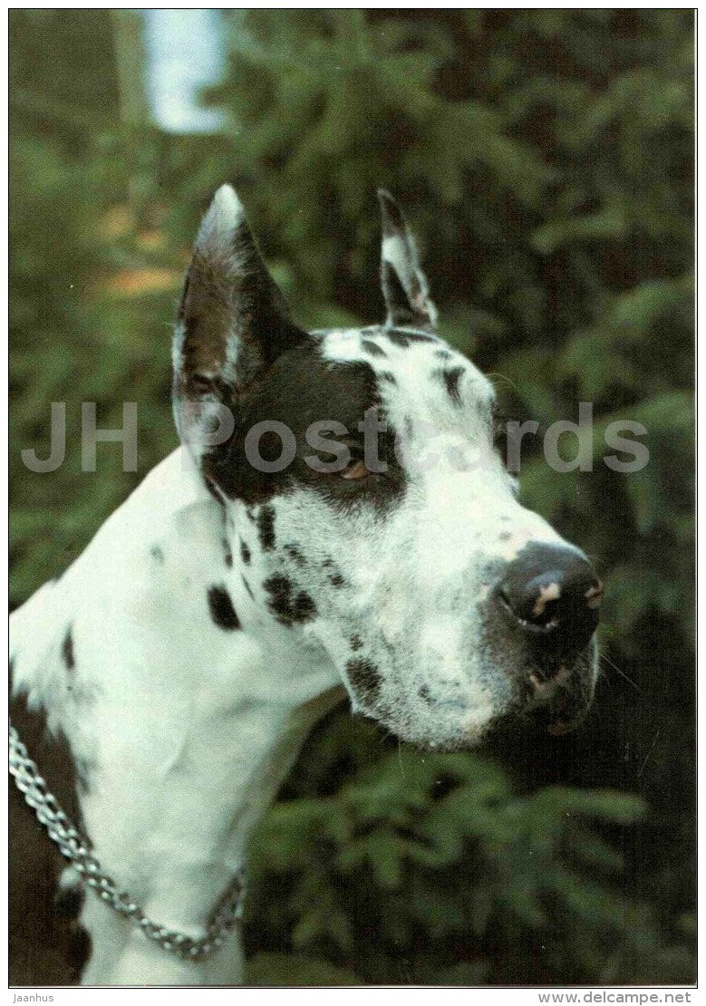 Great Dane - dog - Russia USSR - unused - JH Postcards