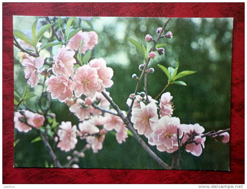 Light pink peach flowers - Vietnam - unused - JH Postcards