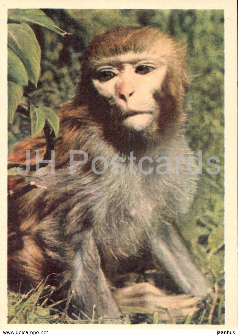 Rhesus macaque - Macaca mulatta - Moscow Zoo - 1963 - Russia USSR - unused - JH Postcards