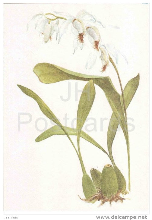 Coelogyne barbata Griffith - orchid - wild flowers - 1988 - Russia USSR - unused - JH Postcards