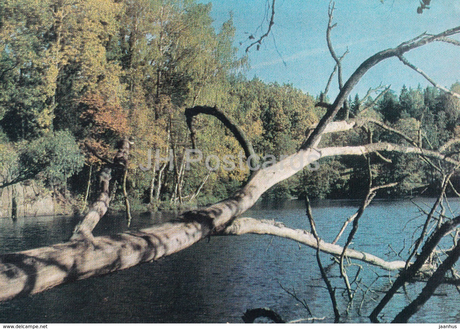 Valaam - Valamo - A Birch Copse on Valaam - 1973 - Russia USSR - unused - JH Postcards