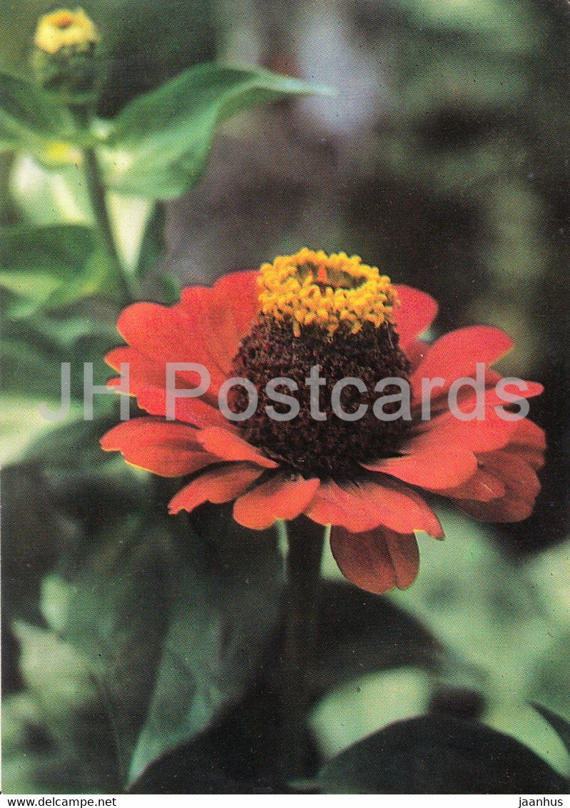 Common Zinnia - Flowers - plants - Bulgaria - unused - JH Postcards