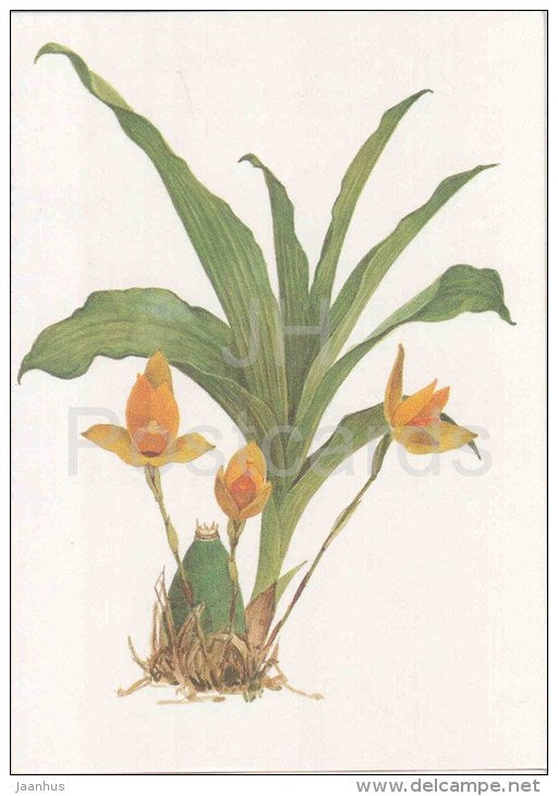 The Sweet Scented Lycaste - Lycaste aromatica - orchid - wild flowers - 1988 - Russia USSR - unused - JH Postcards