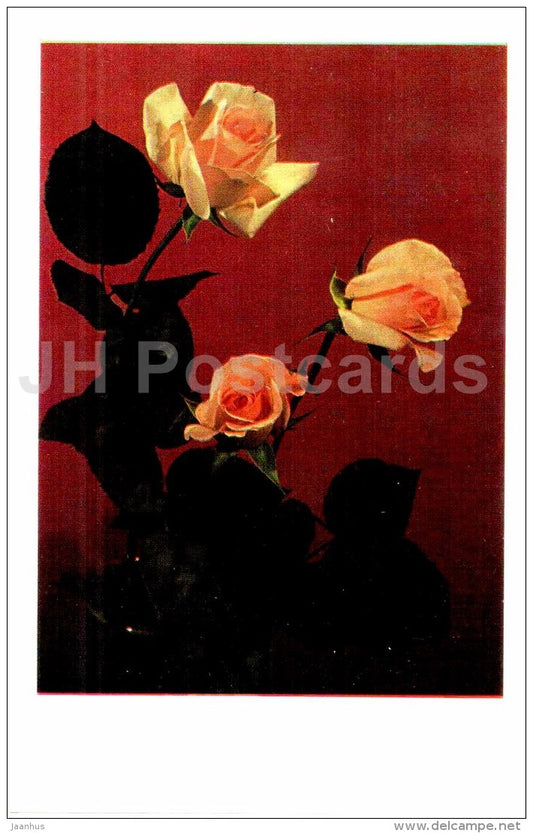 yellow roses - flowers - Russia USSR - unused - JH Postcards