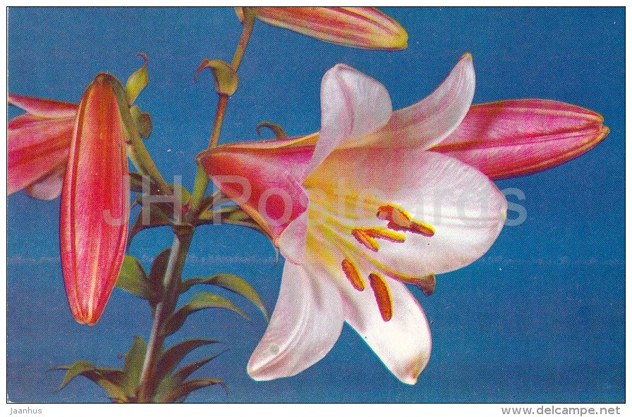 Pink Refrection - flowers - Lily - Russia USSR - 1981 - unused - JH Postcards