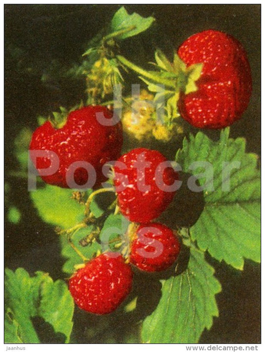 strawberry - mini format card - 1974 - Estonia USSR - unused - JH Postcards