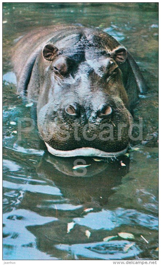 Hippopotamus - Hippopotamus amphibius - Zoo - 1976 - Russia USSR - unused - JH Postcards