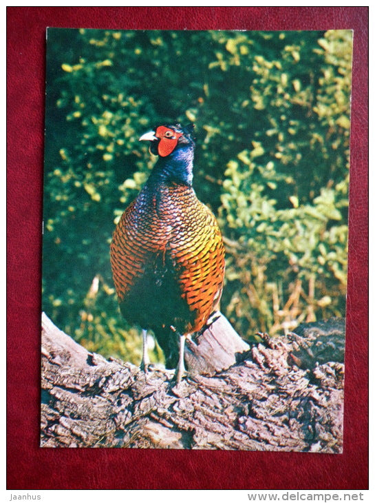 Ring-necked Pheasant - Phasianus colchicus - birds - 1982 - Russia - USSR - unused - JH Postcards