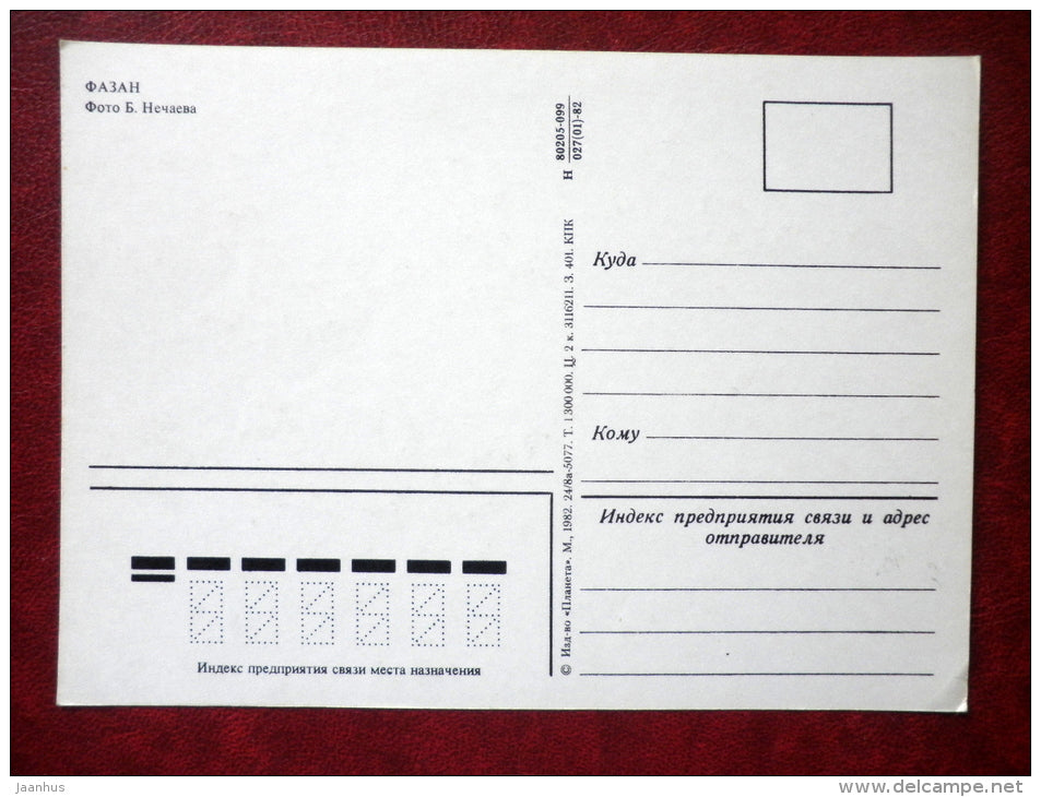 Ring-necked Pheasant - Phasianus colchicus - birds - 1982 - Russia - USSR - unused - JH Postcards
