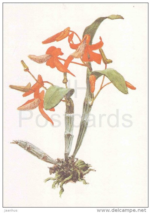 The Lamyaiae Dendrobium - Dendrobium lamyaiae G.Seidenfaden - orchid - wild flowers - 1988 - Russia USSR - unused - JH Postcards