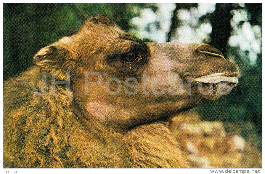 Bactrian camel - Camelus bactrianus - Zoo - 1976 - Russia USSR - unused - JH Postcards