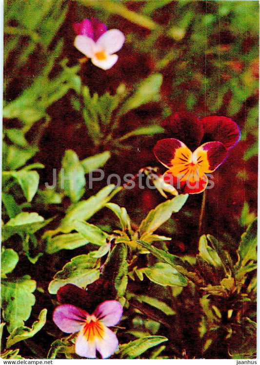 Viola tricolor - Wild pansy - Medicinal Plants - 1977 - Russia USSR - unused - JH Postcards