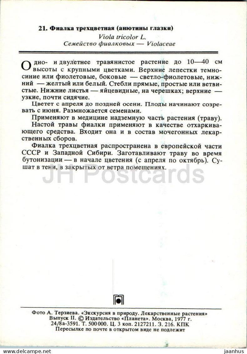 Viola tricolor - Pensée sauvage - Plantes médicinales - 1977 - Russie URSS - inutilisé 