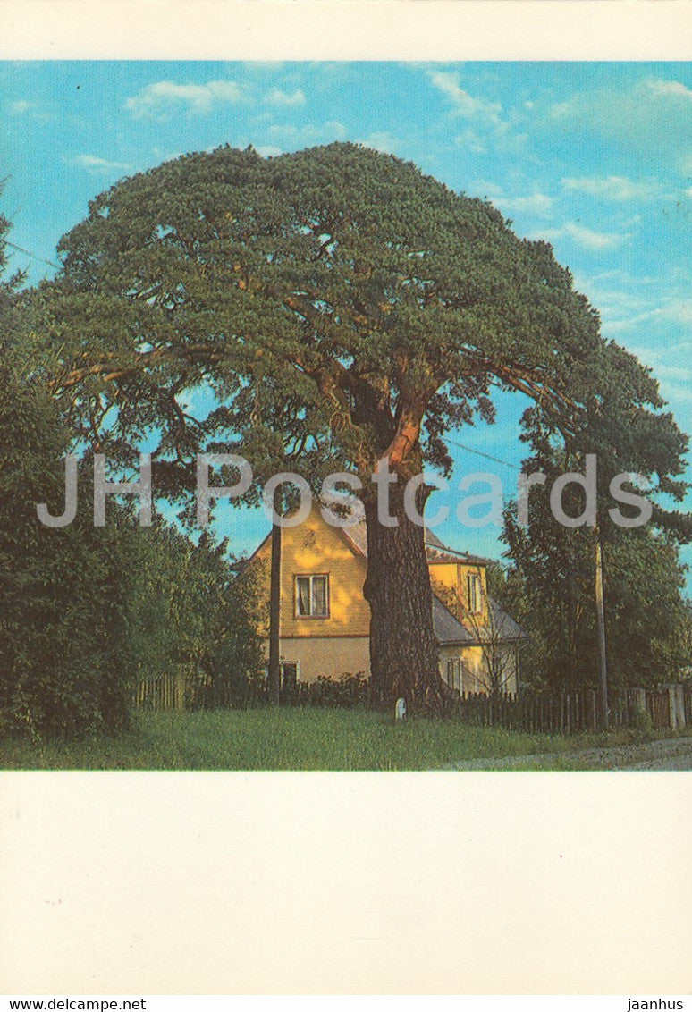 Elva - Arbi pine tree - 1989 - Estonia USSR - unused - JH Postcards