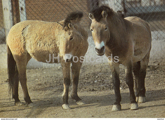 Przewalski's horse - Equus ferus przewalskii - Tallinn Zoo - 1989 - Estonia USSR - unused - JH Postcards