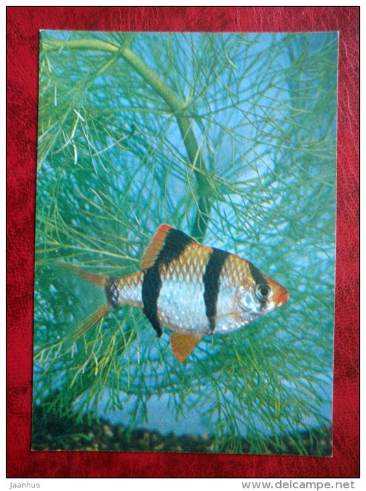 Tiger barb - Puntius tetrazona - aquarium fishes - 1980 - Russia USSR - unused - JH Postcards