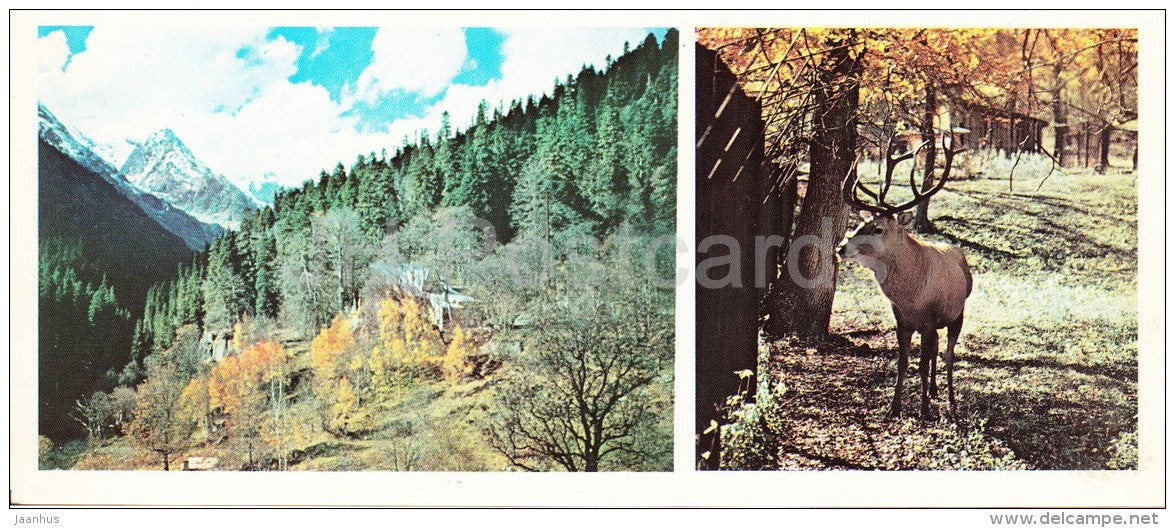 The gorge of Alibek - Caucasian Royal Deer - Dombay - Karachay-Cherkessia - Caucasus - Russia USSR - 1983 - unused - JH Postcards