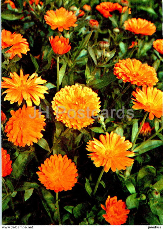 Calendula officinalis - Pot marigold - Medicinal Plants - 1977 - Russia USSR - unused - JH Postcards