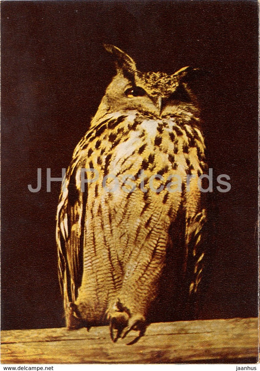 Eurasian eagle-owl - Bubo bubo - birds - Riga Zoo - old postcard - Latvia USSR - unused - JH Postcards