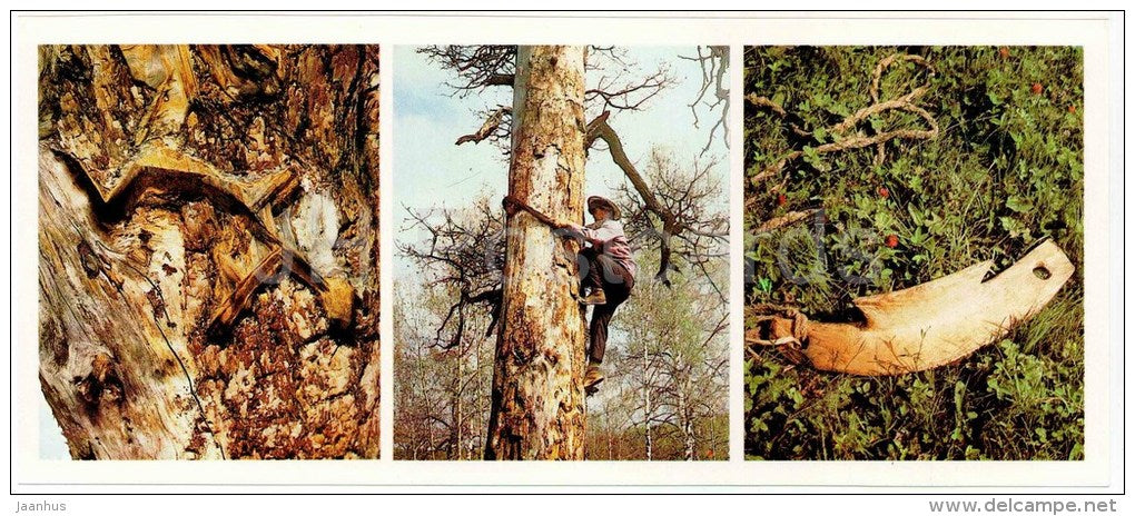 hollow tree - beekeeping - climbing tool - Bashkirsky Nature Reserve - Bashkortostan - 1982 - Russia USSR - unused - JH Postcards