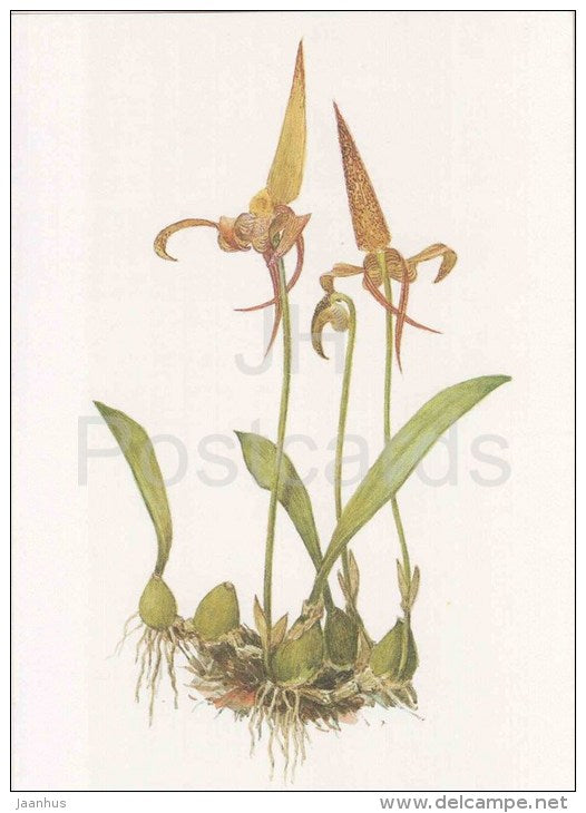 Lobb´s Bulbophyllum - Bulbophyllum lobbii - orchid - wild flowers - 1988 - Russia USSR - unused - JH Postcards