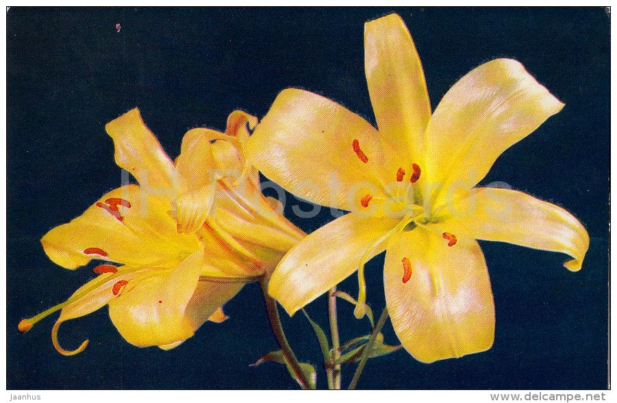Luna - flowers - Lily - Russia USSR - 1981 - unused - JH Postcards