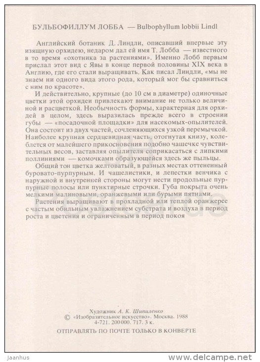 Lobb´s Bulbophyllum - Bulbophyllum lobbii - orchid - wild flowers - 1988 - Russia USSR - unused - JH Postcards