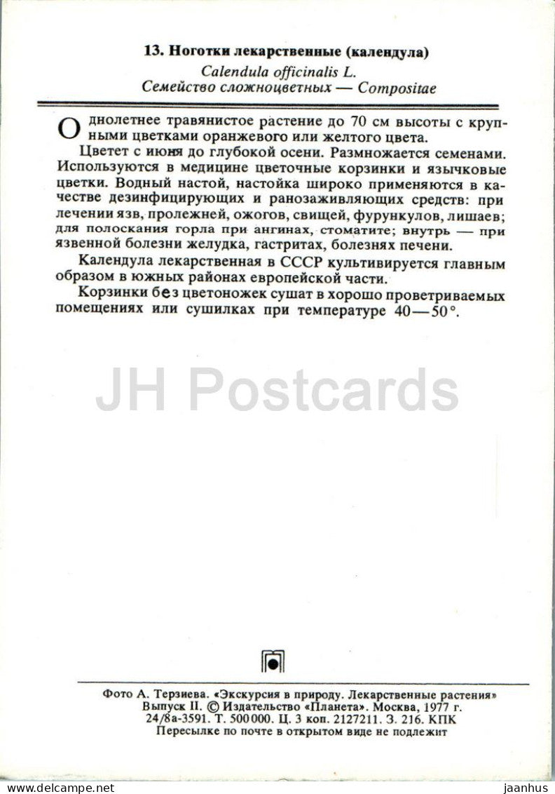 Calendula officinalis - Souci de pot - Plantes médicinales - 1977 - Russie URSS - inutilisé 
