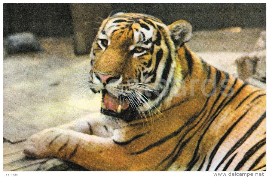Siberian Tiger - Panthera tigris altaica - Zoo - 1976 - Russia USSR - unused - JH Postcards