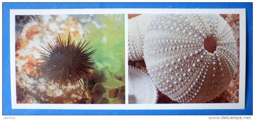 Sea Urchin , Strongylocentrotus nudus - Japanese sea - 1977 - Russia USSR - unused - JH Postcards