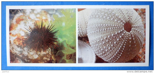 Sea Urchin , Strongylocentrotus nudus - Japanese sea - 1977 - Russia USSR - unused - JH Postcards