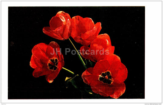red tulips - flowers - Russia USSR - unused - JH Postcards