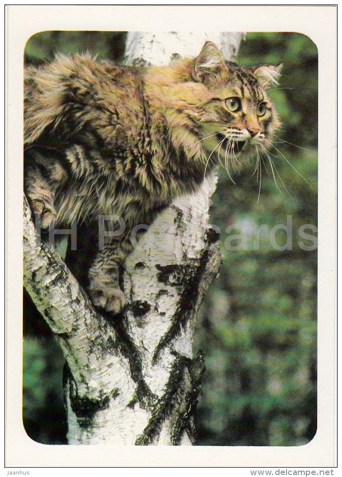 Cat on the tree - cats - Russia USSR - 1989 - unused - JH Postcards