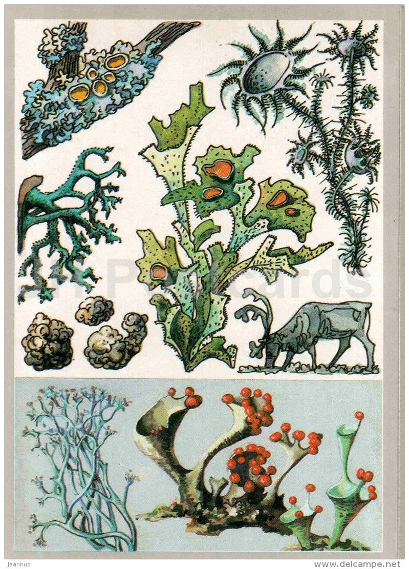 Evernia prunastri - reindeer moss - Cladonia - moss - usnea - cetraria - Amazing Plants - 1989 - Russia USSR - unused - JH Postcards