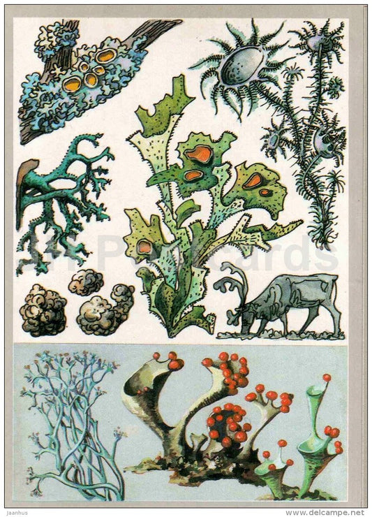 Evernia prunastri - reindeer moss - Cladonia - moss - usnea - cetraria - Amazing Plants - 1989 - Russia USSR - unused - JH Postcards