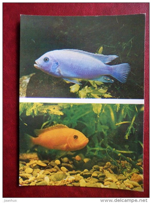 Zebra Mbuna - Pseudotropheus zebra- aquarium fishes - 1982 - Russia USSR - unused - JH Postcards